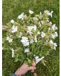 White Campion Seeds