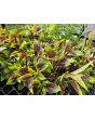 Wheatstraw Celosia ‘Flamingo Feather’ Seeds 