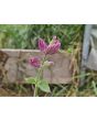 Salvia 'Marble Arch Rose' Seeds