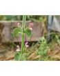 Salvia 'Marble Arch Rose' Seeds