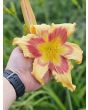 Daylily Mix Seeds
