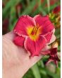 Daylily Mix Seeds