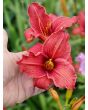 Daylily Mix Seeds
