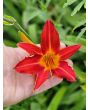 Daylily Mix Seeds