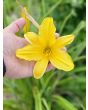 Daylily Mix Seeds