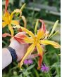 Daylily Mix Seeds