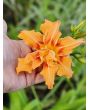 Daylily Mix Seeds