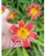 Daylily Mix Seeds