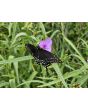 Spiderwort AKA Spider Lily, Purple Seeds
