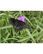 Spiderwort AKA Spider Lily, Purple Seeds