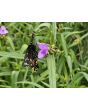 Spiderwort AKA Spider Lily, Purple Seeds