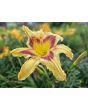 Daylily Mix Seeds