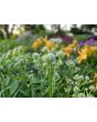 Rattlesnake Master Seeds (Naturally Grown) (Seeds - Flower, Plant)