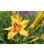 Daylily Mix Seeds