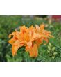 Daylily Mix Seeds