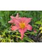 Daylily Mix Seeds