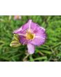 Daylily Mix Seeds