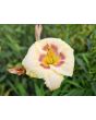 Daylily Mix Seeds