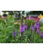 Purple Blazing Star AKA Liatris Seeds