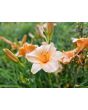 Daylily Mix Seeds