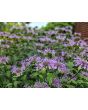 Wild Bee Balm Seeds 