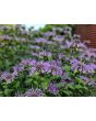 Wild Bee Balm Seeds 
