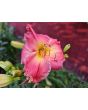 Daylily Mix Seeds