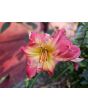 Daylily Mix Seeds