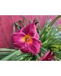 Daylily Mix Seeds