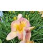 Daylily Mix Seeds