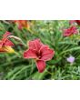 Daylily Mix Seeds
