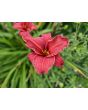 Daylily Mix Seeds