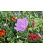 Tree Mallow 'Rosea' Seeds