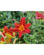Daylily Mix Seeds