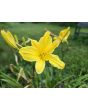Daylily Mix Seeds