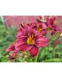 Daylily Mix Seeds