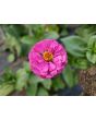 Zinnia 'Magenta Majesty Mix' Seeds