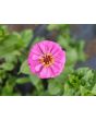 Zinnia 'Magenta Majesty Mix' Seeds