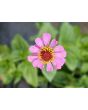 Zinnia 'Magenta Majesty Mix' Seeds