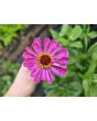 Zinnia 'Magenta Majesty Mix' Seeds