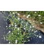 Baby's Breath 'Covent Garden' Seeds