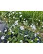 Baby's Breath 'Covent Garden' Seeds