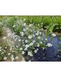 Baby's Breath 'Covent Garden' Seeds