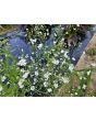 Baby's Breath 'Covent Garden' Seeds