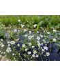 Baby's Breath 'Covent Garden' Seeds