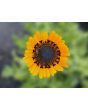 Cape Daisy AKA Monarch of the Veldt ‘Orange Prince’ Seeds