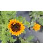 Cape Daisy AKA Monarch of the Veldt ‘Orange Prince’ Seeds
