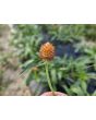 Globe Amaranth ‘Mandarin Orange’ Seeds