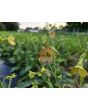 Flowering Tobacco 'Hot Chocolate' Seeds