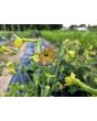 Flowering Tobacco 'Hot Chocolate' Seeds
